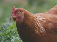 2017年出生的属鸡男在2025年每月的运势